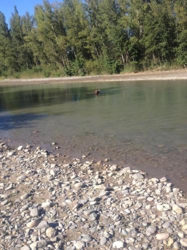 a dog swimming in the water near a rocky shore at Appartement cocooning à la ferme in Sisteron