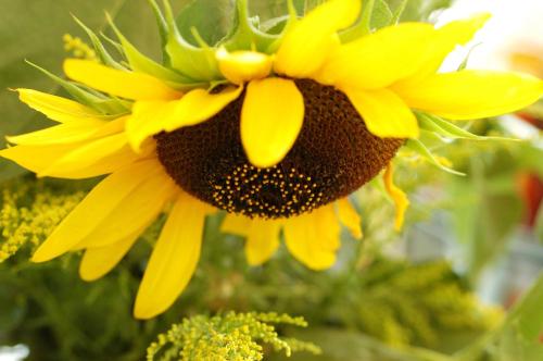 a close up of a yellow sunflower at Maratscher Kunst & Kulturhotel in Lagundo