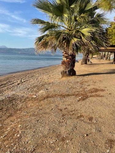 a palm tree on a sandy beach near the water at Μοντέρνα εξοχική μονοκατοικία με ιδιωτική πισίνα! in Khalkoútsion