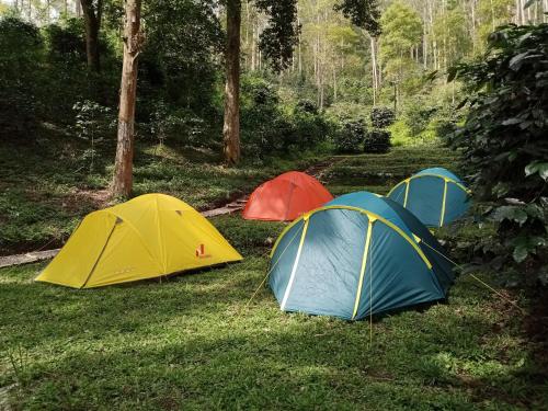 Trois tentes assises dans l'herbe dans une forêt dans l'établissement Mala Green Camp, à Pengalongan