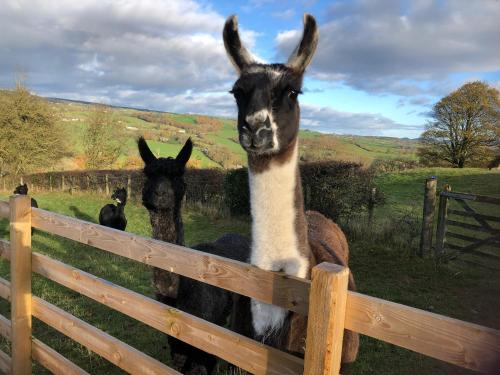 two llamas are looking over a wooden fence at The Peacock Shepherds Hut at Hafoty Boeth in Corwen