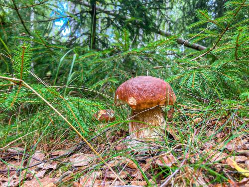 a small mushroom in the middle of a forest at Resort LUFT Sněžník in Sněžnik