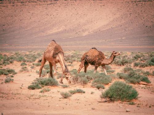 Animales en el tented camp o alrededores