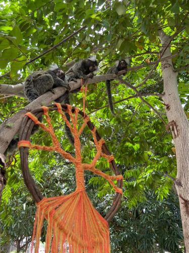 Espaço Jardim Secreto Hostel في جواو بيسوا: مجموعة من القطط جالسين على فرع شجرة