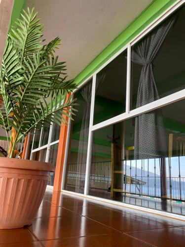 a plant in a large pot next to a window at Cabañas y Habitaciones El Malecón in Zirahuén
