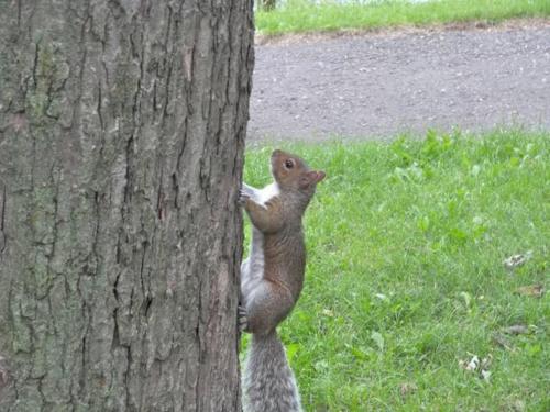 a squirrel standing on its back on a tree at Heaven Is A Place On Earth in Montréal