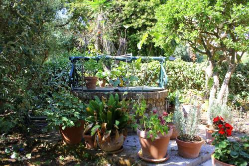 a group of potted plants in a garden at Spiti Prifti Apartments in Gouvia