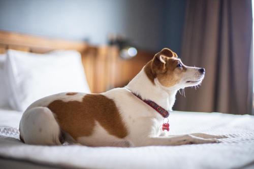 a brown and white dog laying on a bed at Hotel Bellavista in Puerto Varas