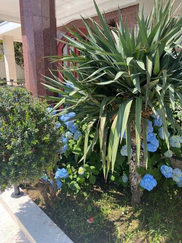 a plant with blue flowers in front of a building at Vidikovac Budva in Budva