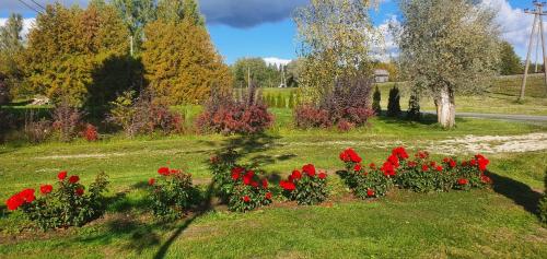 a garden with red flowers in the grass at Jaama Puhkemaja in Puka