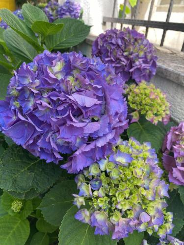 a bunch of purple flowers on a wall at Vidikovac Budva in Budva