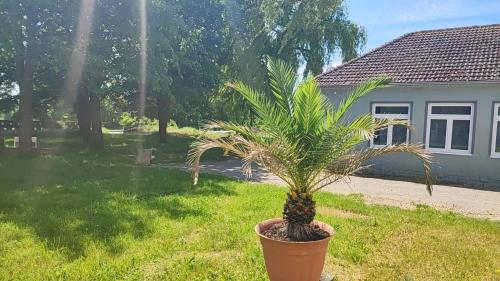 a palm tree in a pot in front of a house at Pension HoPeLa in Gotha