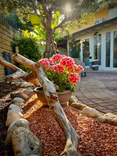 a pot of flowers in a flower bed next to a tree at Peperosa in collina B&B in Pescara