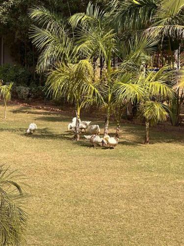 a group of animals laying in the grass under palm trees at Serene stay in the lap of Nature in Ahmedabad