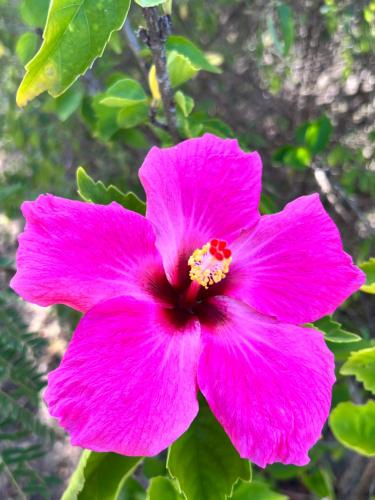 a pink flower in front of a tree at La Villa By Ferdi'Nan in Grand-Bourg