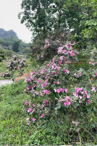 a bunch of pink flowers in a field at Riverside Homestay in Cao Bằng