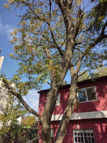 un árbol frente a un edificio rojo en Casa quinta Los Mellis en La Reja