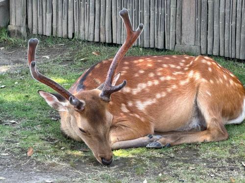 a gazelle laying down in the grass next to a fence at Ryokan Kousen Kazeya Group in Nara
