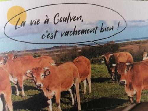 un grupo de vacas de pie en un campo en L'air Breton, en Goulven