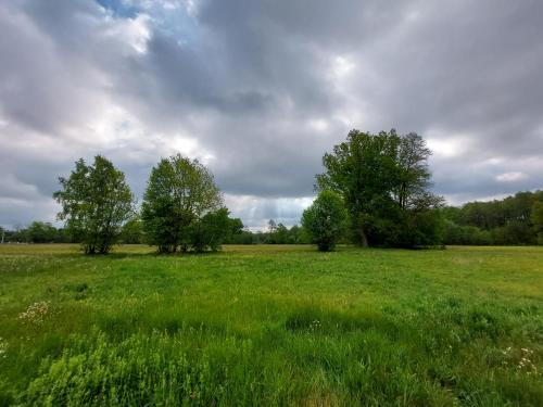 a field of green grass with trees in the background at Woodland - dom z sauną i balią in Kamieńczyk
