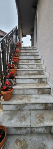 a group of potted plants on the stairs of a building at Arpatman Marko in Mionica