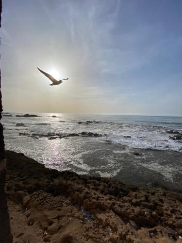 a bird flying over the ocean on a beach at Riad Eucalyptus by Caravanserail in Essaouira