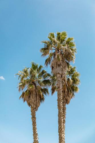 two palm trees with a blue sky in the background at Sella&Mosca Casa Villamarina in Alghero