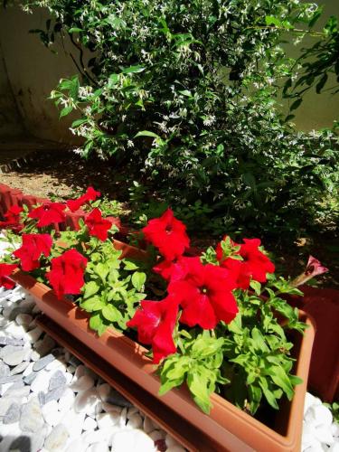 a bunch of red flowers in a garden at Hermes Modern Apartment in Alexandroupoli