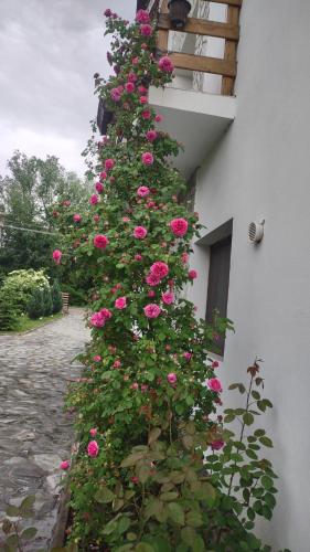 a bunch of pink roses growing on the side of a building at Pensiunea Codruta in Carpinis