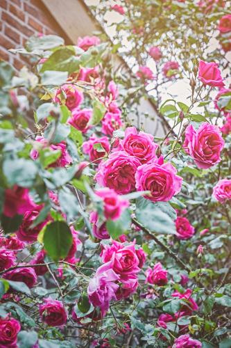 a bunch of pink roses growing next to a building at B&B Maas en Heuvel Maastricht in Maastricht