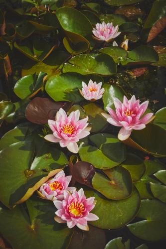 a group of pink water lilies in a pond at B&B Maas en Heuvel Maastricht in Maastricht