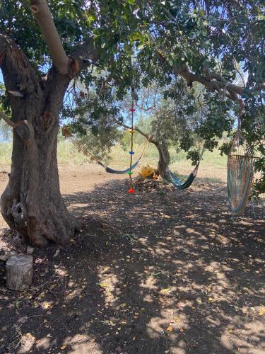 a hammock hanging from a tree in a park at La casa di Gioggiò in Ioppolo Giancaxio