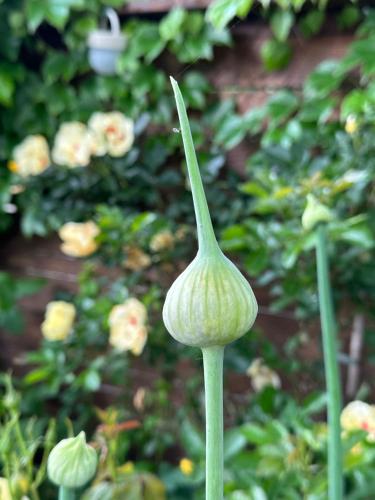 a close up of a green flower in a garden at La casa di Zoe-ARTANDTRAVEL in Montefiascone
