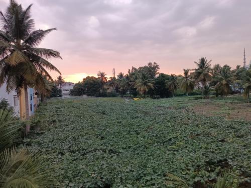 a field of water lilies in a field with palm trees at Citrus Home in Bengaluru