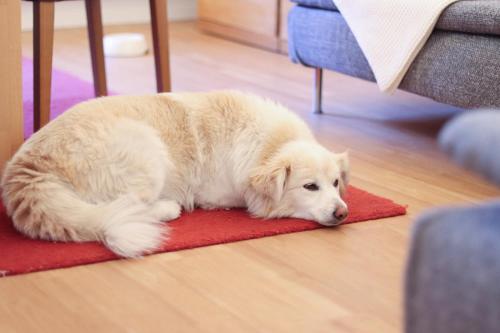 Ein weißer Hund liegt auf einem roten Teppich auf dem Boden. in der Unterkunft Juister Unterdeck 3ZKB in Juist