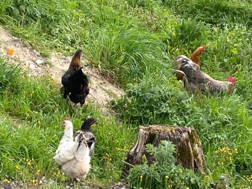 別荘の敷地内または近くにいる動物
