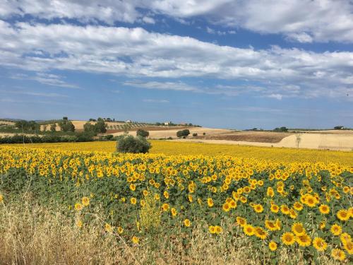 a field of yellow sunflowers in a field at CIVICO 27 rooms in Magliano in Toscana