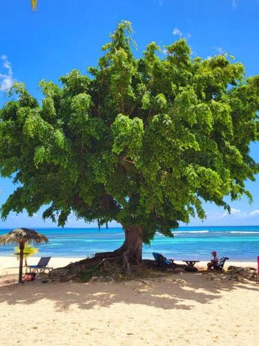 ein Baum am Strand, unter dem eine Person sitzt in der Unterkunft studio colibri in Saint-François