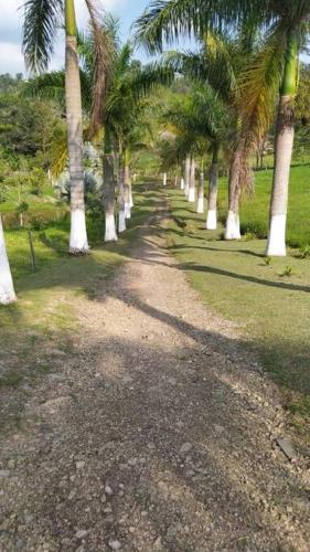 アノライマにあるLinda Casa Campestreの椰子並木道