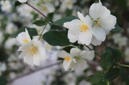 a group of white flowers on a tree at Can Mossènyer in San Antonio