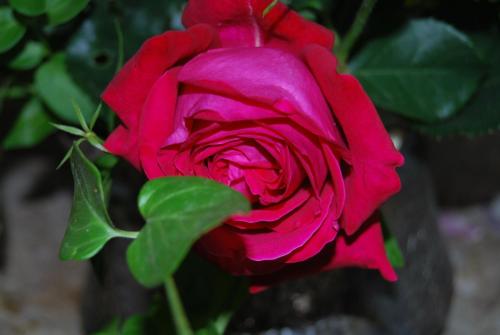 a pink rose is shown at Tritoxo Guesthouse in Koukouli