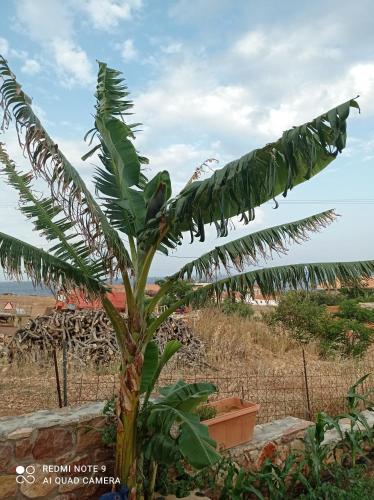 a banana tree with a large leaf on it at zikos house in Monemvasia