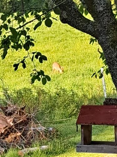 a deer laying in the grass under a tree at Guesthouse Nature Trails Sweden in Övre Älgestad