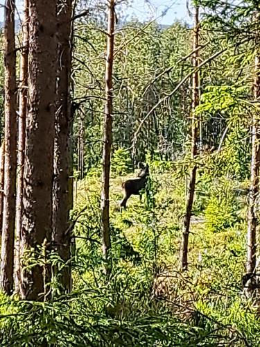 a deer running through a forest of trees at Guesthouse Nature Trails Sweden in Övre Älgestad