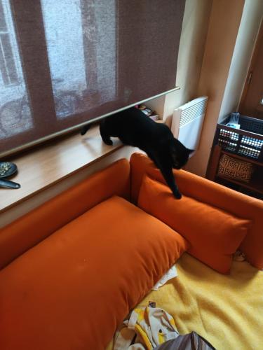 a black cat sitting on top of an orange couch at chambre canal st martin in Paris