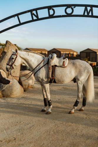 a white horse standing in the middle of a road at Indomito Resort & Hotel Boutique in Valle de Guadalupe