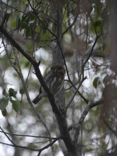 a small bird perched on a tree branch at Glamping Mayan Glam in Tulum