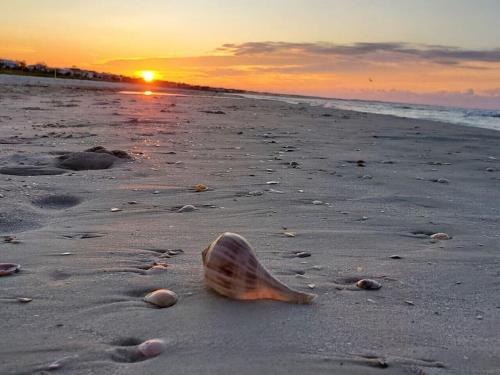 a shell on the beach with the sunset in the background at Tortuga Tillys in Cape San Blas