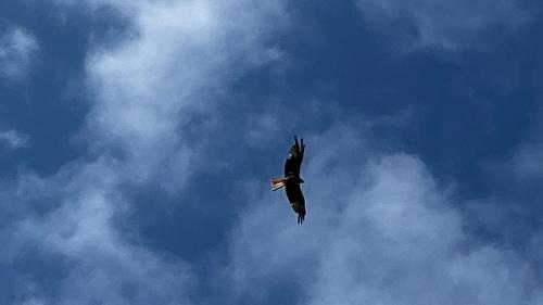 a bird flying through a cloudy blue sky at Exmoor retreat on Two Moors Way in Withypool