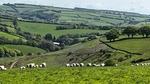 a herd of animals grazing in a green field at Exmoor retreat on Two Moors Way in Withypool